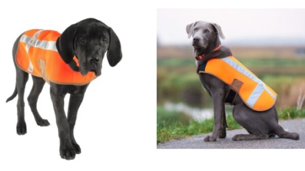 Laat je hond veilig uit
