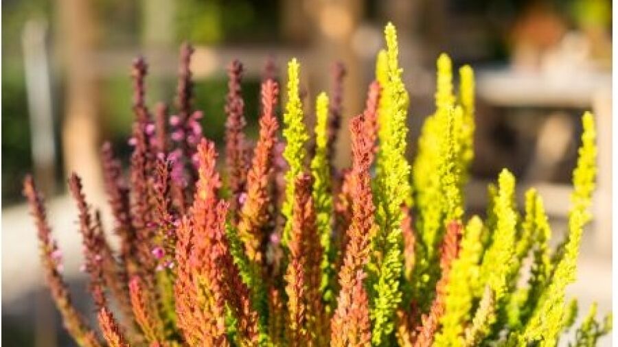 Tuin in vuur en vlam