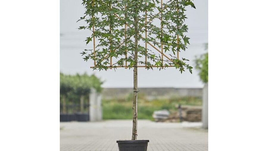 Waarom de amberboom een goede toevoeging is aan jouw tuin