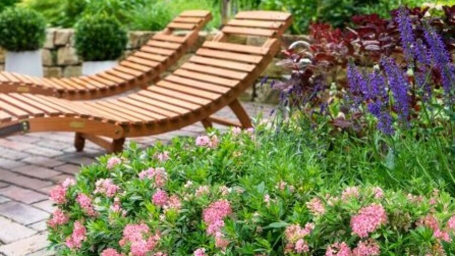 Nieuwe tuinplant: Bloombux