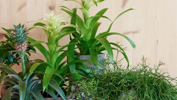 Ideale huisgenoot