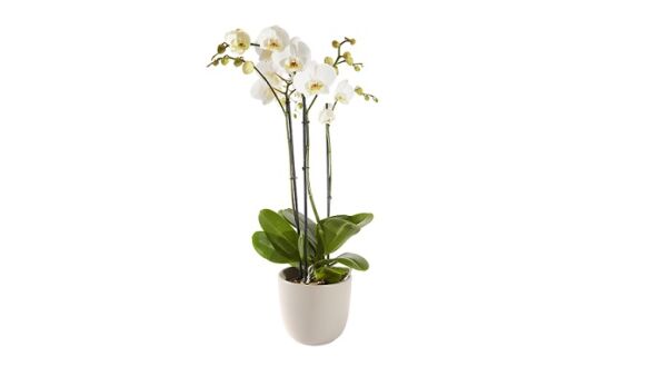 Fleurop breidt online assortiment uit met kamerplanten