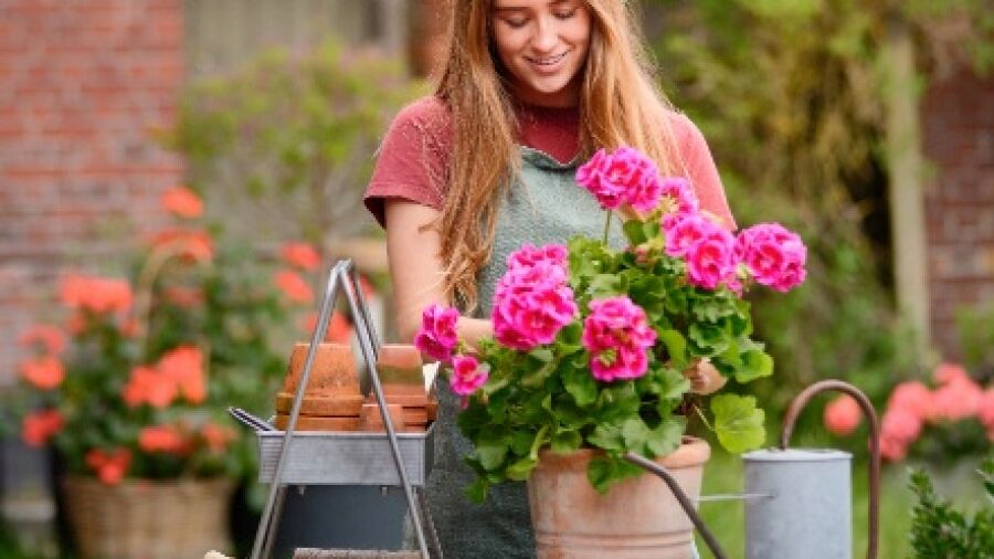 Genieten van geranium