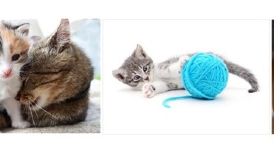 Het leukste cadeau voor kittens en hun baasjes