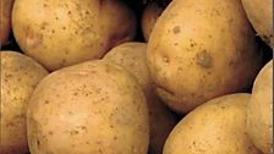 Ideaal biologisch aardappelras in de maak