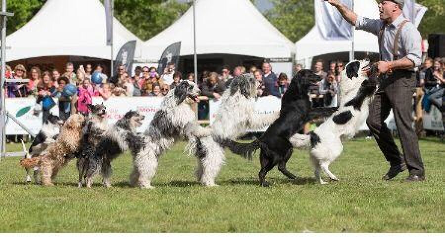 Animal Event: beestachtig leuk voor jong en oud