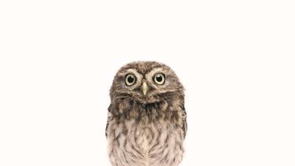 ArtyAnimals, wanddecoratie maar dan anders……..