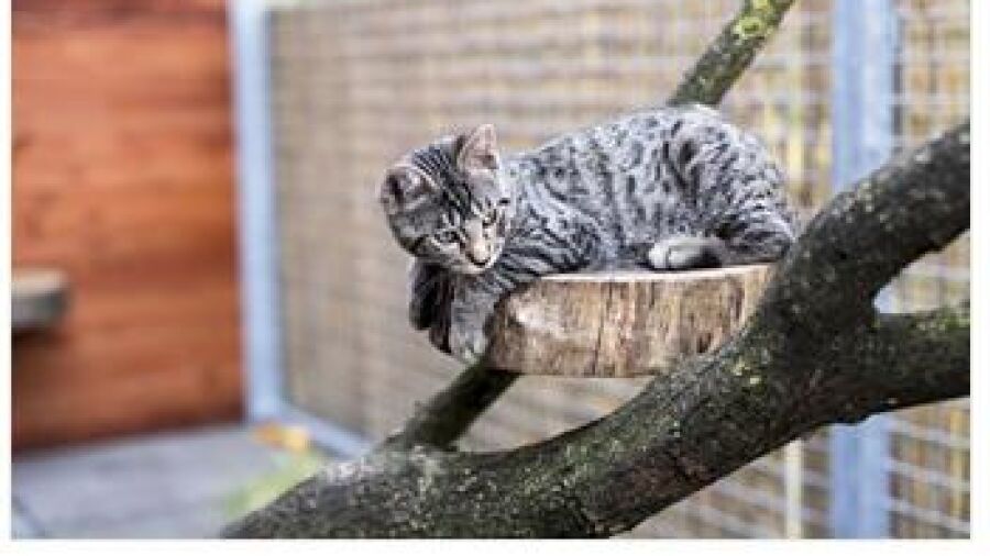 Cats Only biedt katten een welverdiende vakantie
