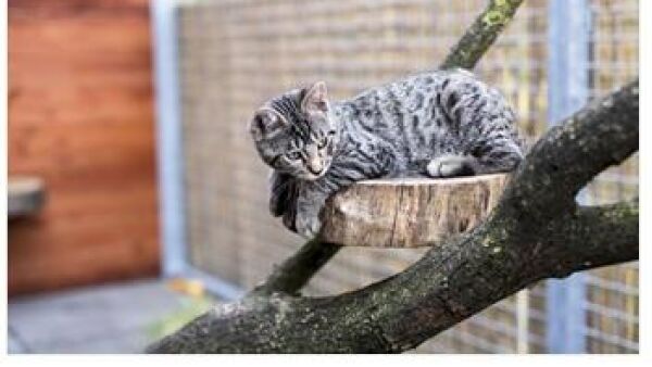Cats Only biedt katten een welverdiende vakantie
