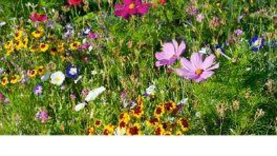 Kant-en-klaar zaadmengsel voor kleurrijke veldbloemen