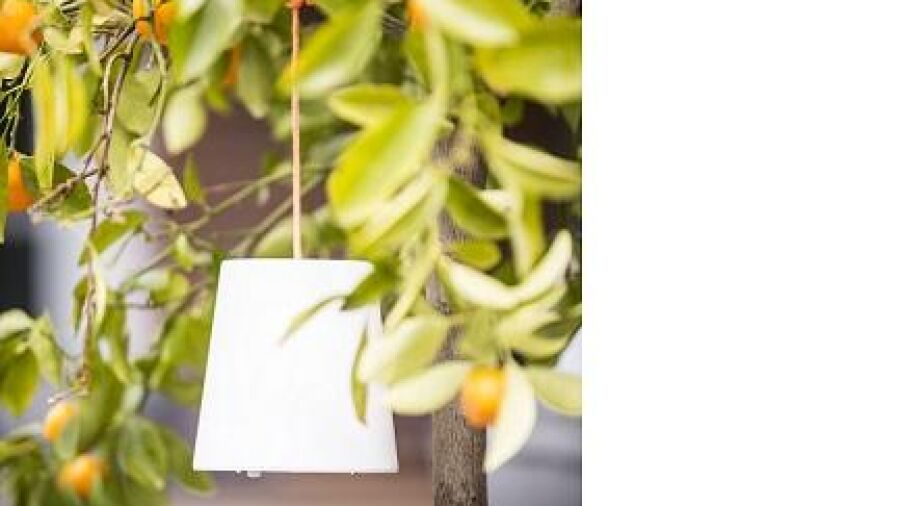 De boom in met de nieuwe Gacoli Pendant hanglampen
