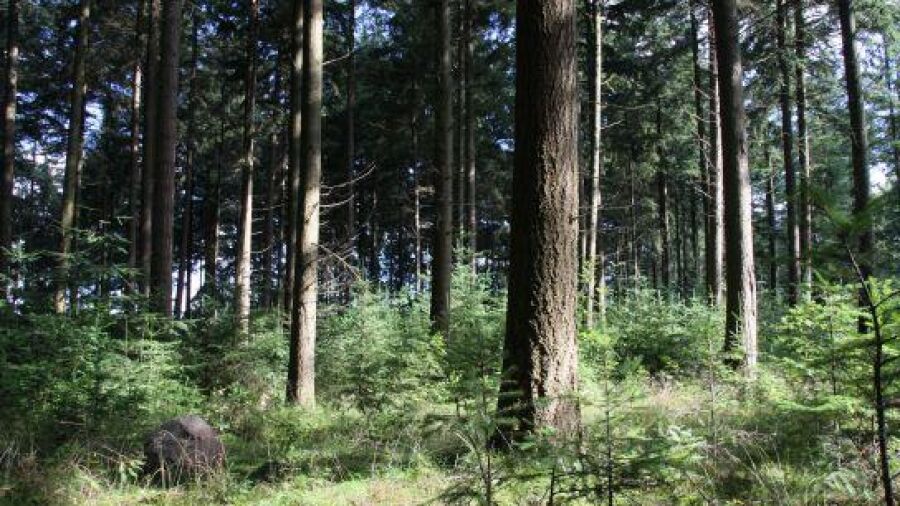 Grootste Natuurbegraafplaats in Nederland van start