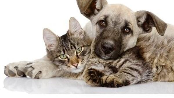 Relaxte kat en hond