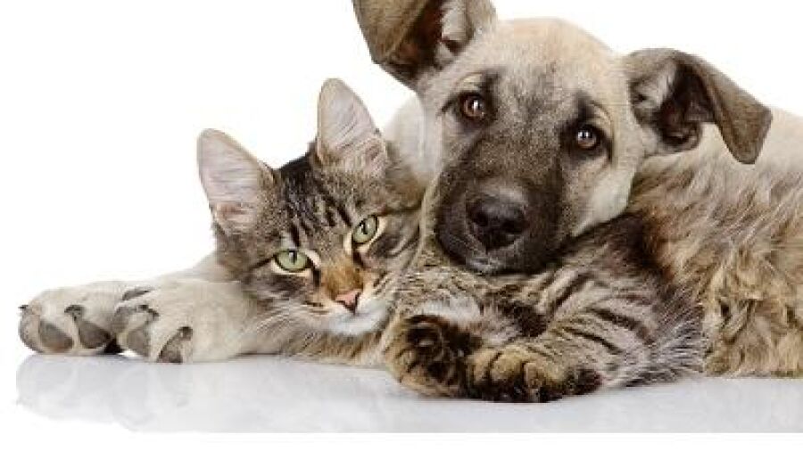 Relaxte kat en hond