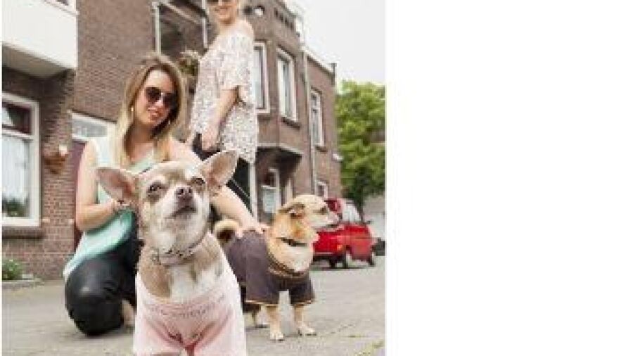Eerste honden in hondenhuispak gesignaleerd