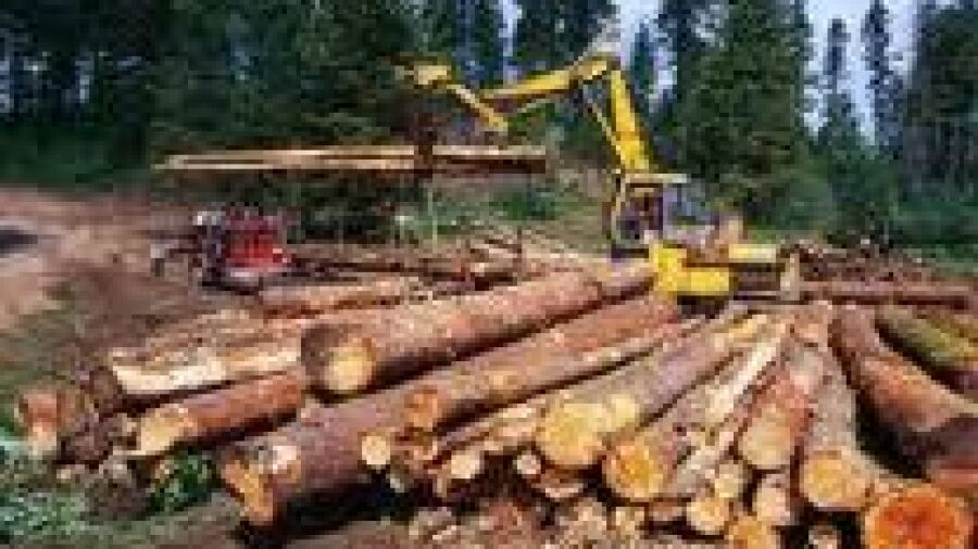 Verbod op import illegaal gekapt hout