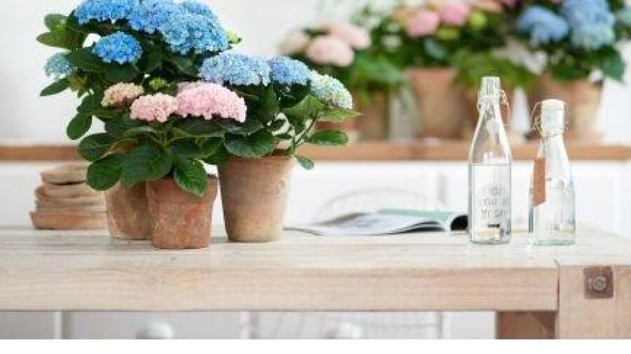 150 dagen flowerpower in huis