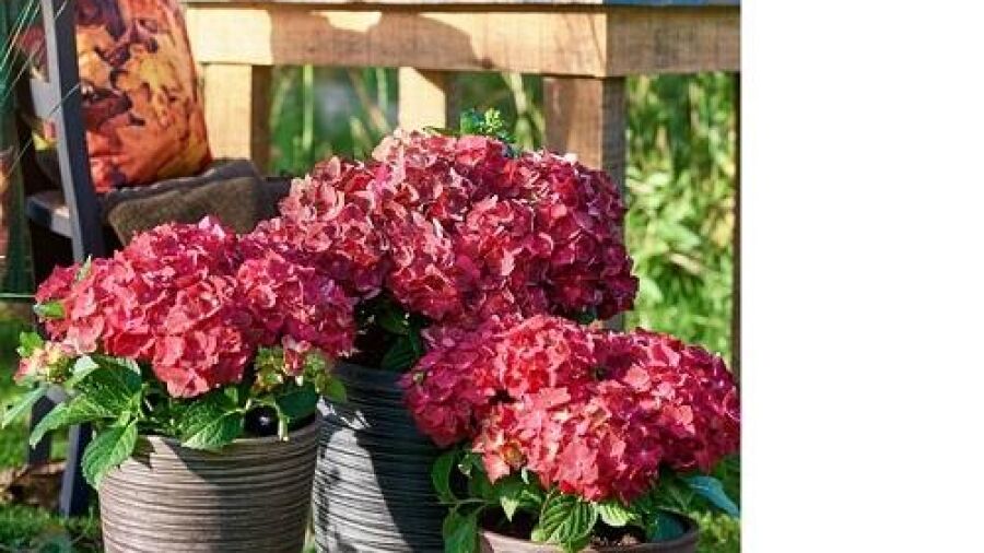 Nieuwe tuinhortensia: Magical Ruby Tuesday