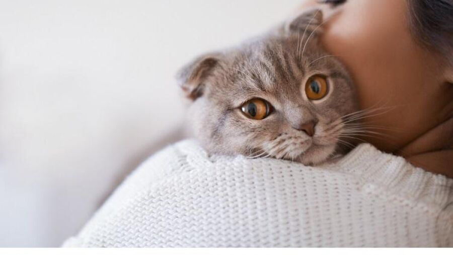 Max en Luna  eenn platform dat helpt om het leukste baasje voor je hond of kat te zijn