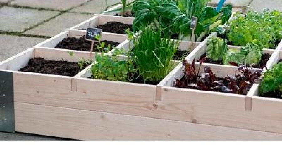 Lof oogsten in eigen moestuin