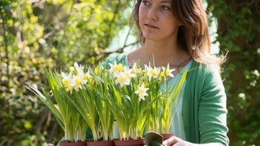 Lentebloeier van het Jaar 2014: Narcis í¢äåìTopolinoí¢äåä¢