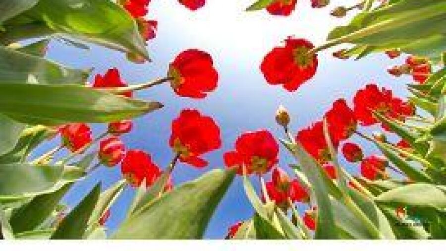 Flower Power in Noordwijk aan Zee!