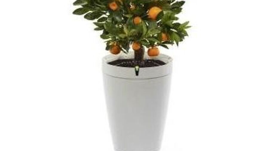 De slimme pot die je plant water geeft als jij dat niet kan!