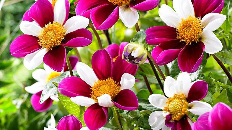 Eyecatcher: dahlia í¢äåìTwyningí¢äåä¢s Smartieí¢äåä¢