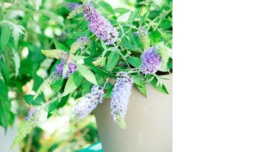 Vlinders in je… tuin