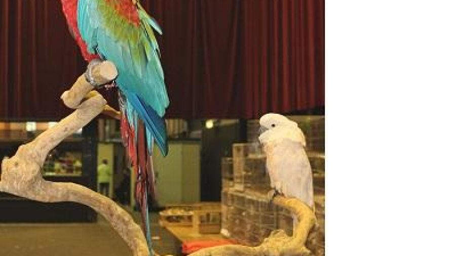 Tienduizenden vogels in IJsselhallen Zwolle
