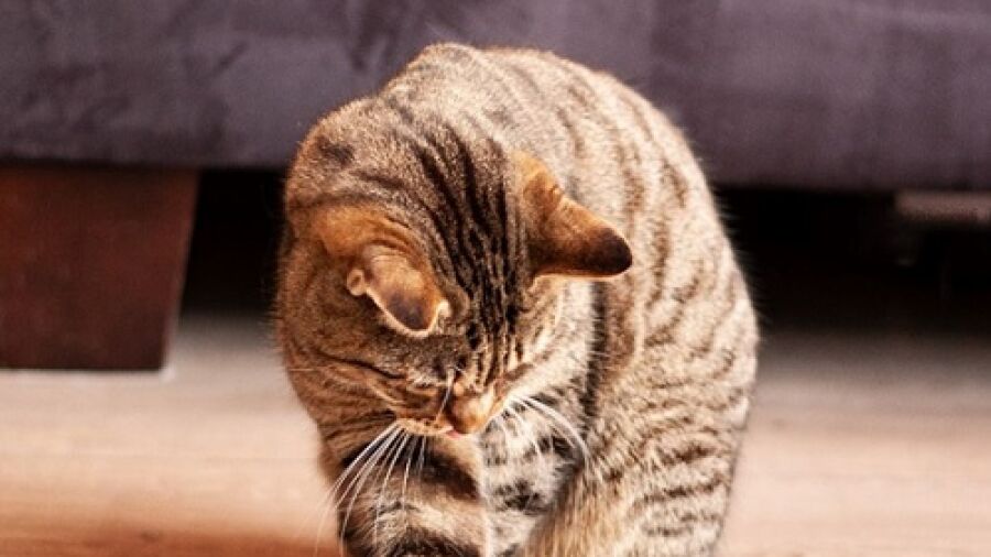 Uren speelplezier voor je kat met de zwart witte Kattenveertjes