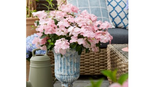 Opvallende, nieuwe tuinplant: slingerhortensia