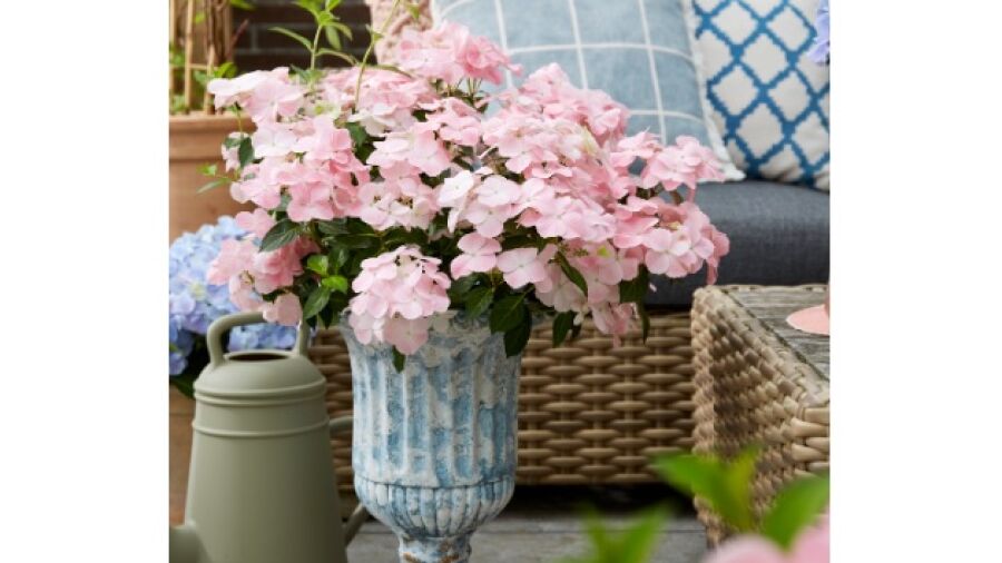 Opvallende, nieuwe tuinplant: slingerhortensia