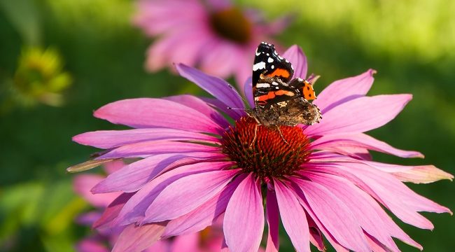 Echinacea with butterfly