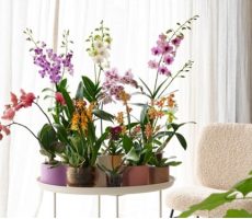 orchideenjungle